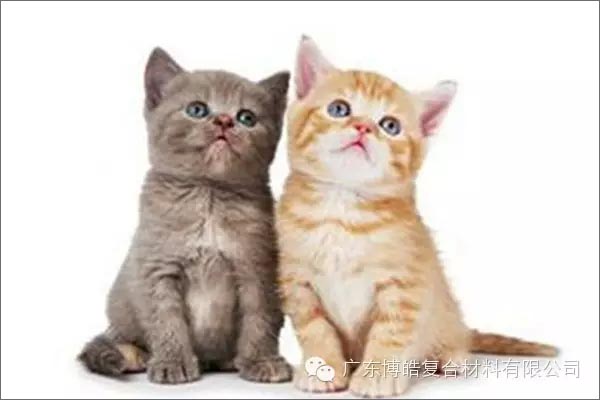 白貓黑貓，抓住老鼠就是好貓